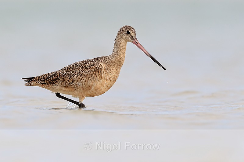 Marbled Godwit wading in lagoon, Fort De Soto Park, Florida - Marbled Godwit