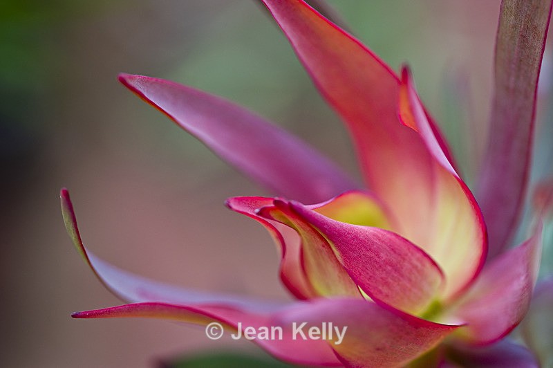Flower - 20080728_3 - Pink
