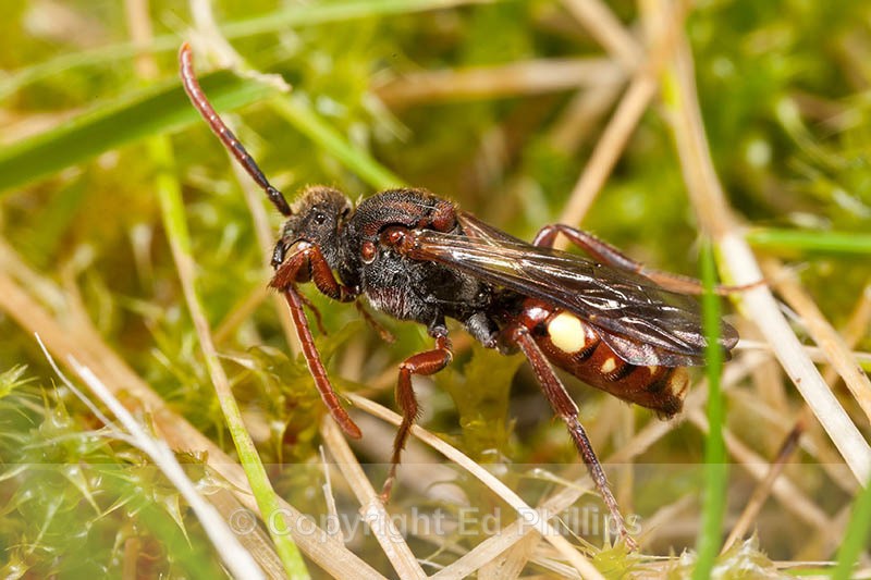 Nomada hirtipes (f) - Nomada hirtipes