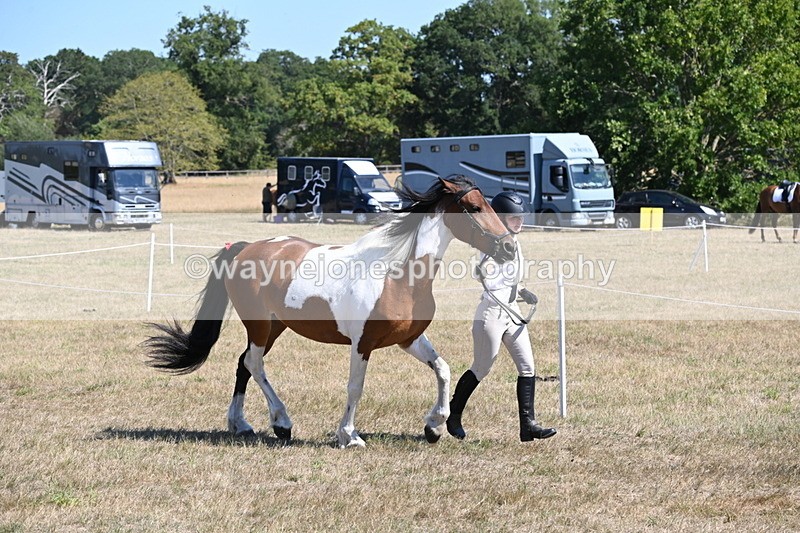 WJ6_8537 - Class 37b Best Loan Pony In-hand