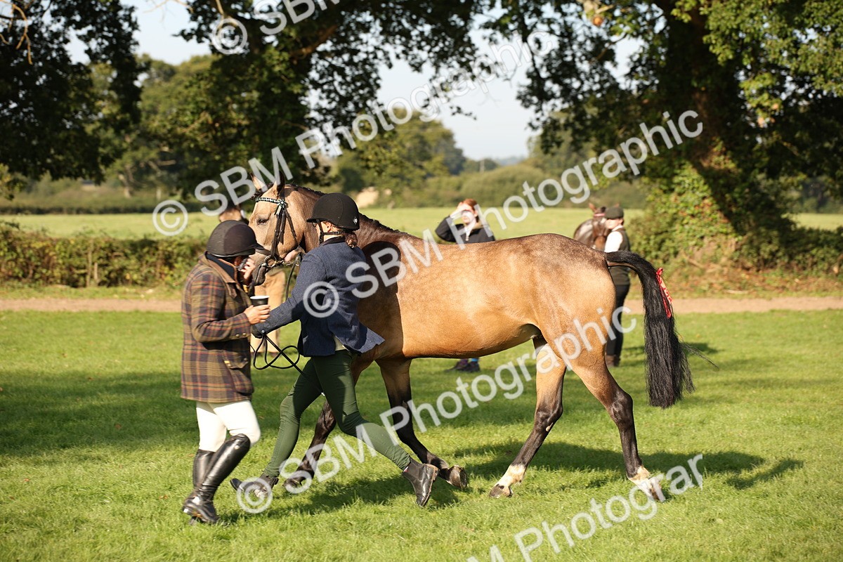 SBM_59371 - S52 - Other Coloured Horse In Hand