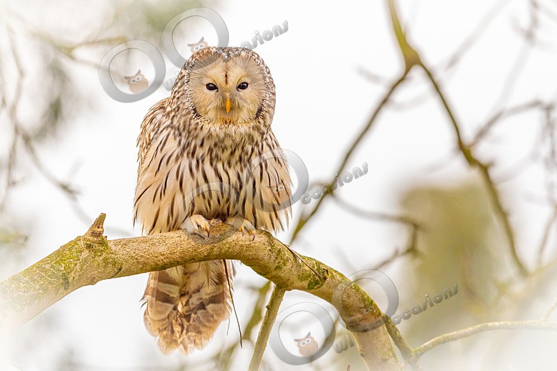 ural owl strix uralensis-1004 - Owls of the World