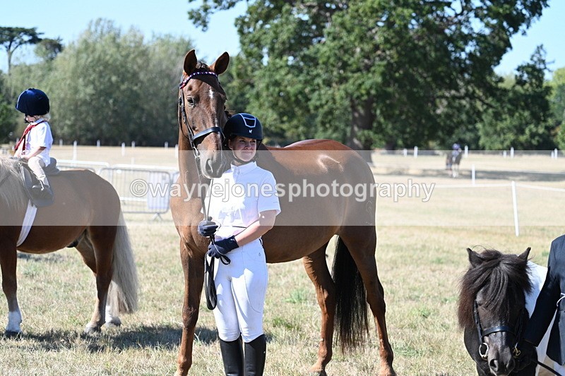 WJ7_1618 - Class 42 Most Handsome Gelding