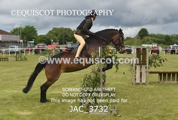 JAC_3732 - 75CM WORKING HUNTER