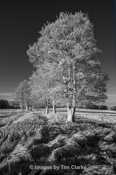 DSCF9327-Edit - Twynam