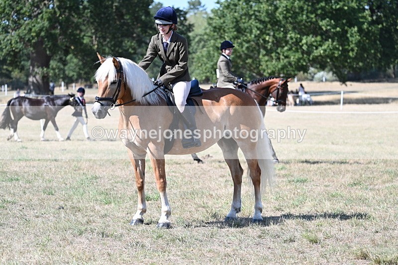 WJ7_1265 - Class 41 Prettiest Mare