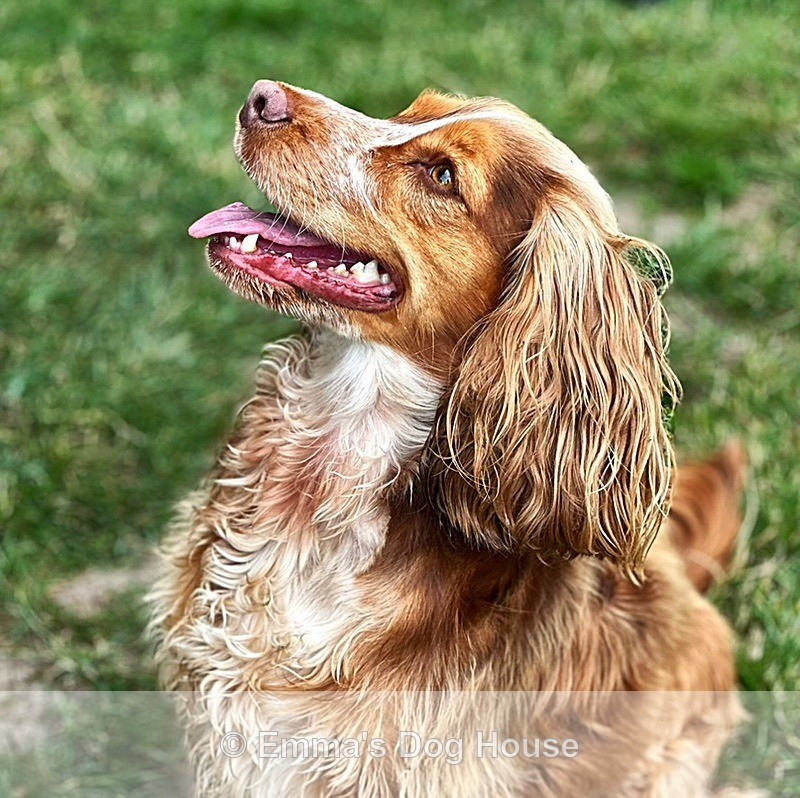  - Pawtraits
