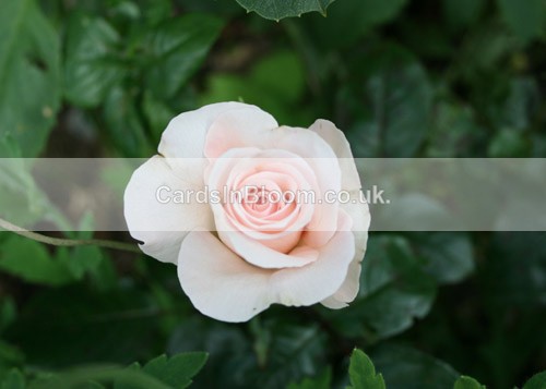 Rose  -  Peace - ROSES