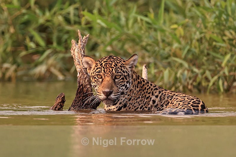 Female Jaguar Abril in river, Parque Estadual Encontro das Águas - Jaguar