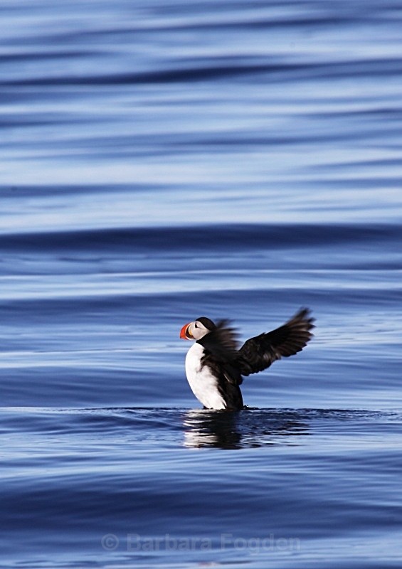 Puffin 2670 - Wildlife