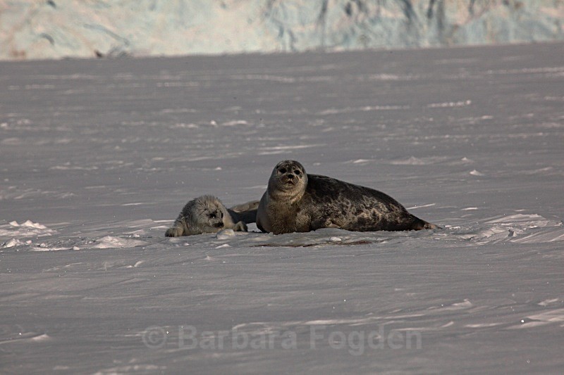 Two weeks old 1292 - First 6 weeks of a seal pup's life
