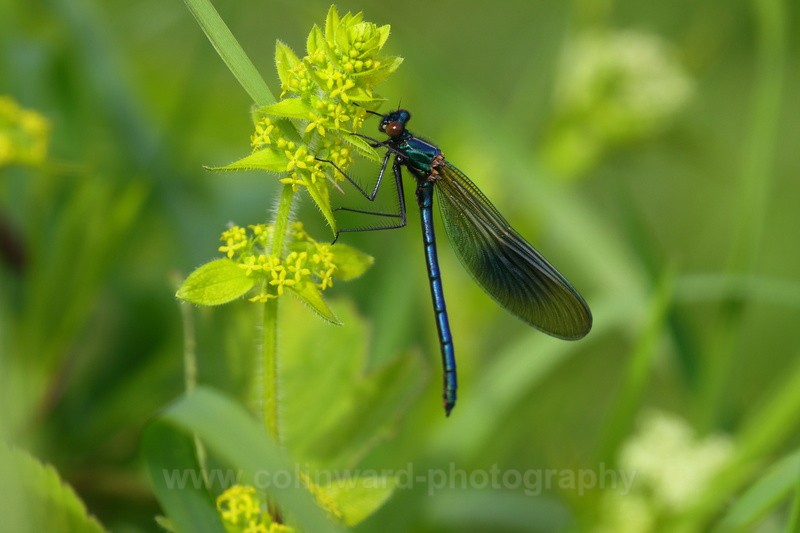 Banded Demoiselle feeding on a smooth bedstraw - macro and nature.