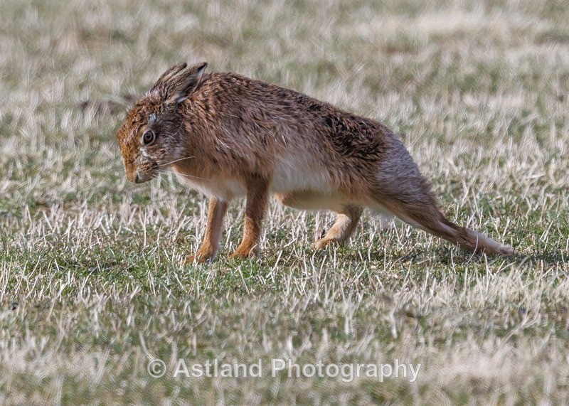 Brown Hare - Latest Images