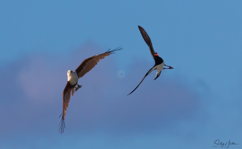 Brahminy Kite versus Oystercatcher 2