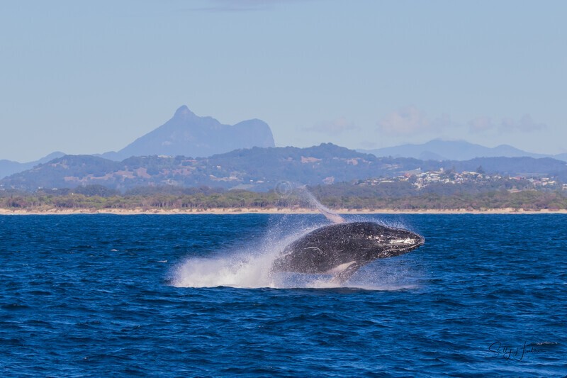 Humpback Breach Twisting Mt Warning 3. 0A3A8753 - 2025 Whales