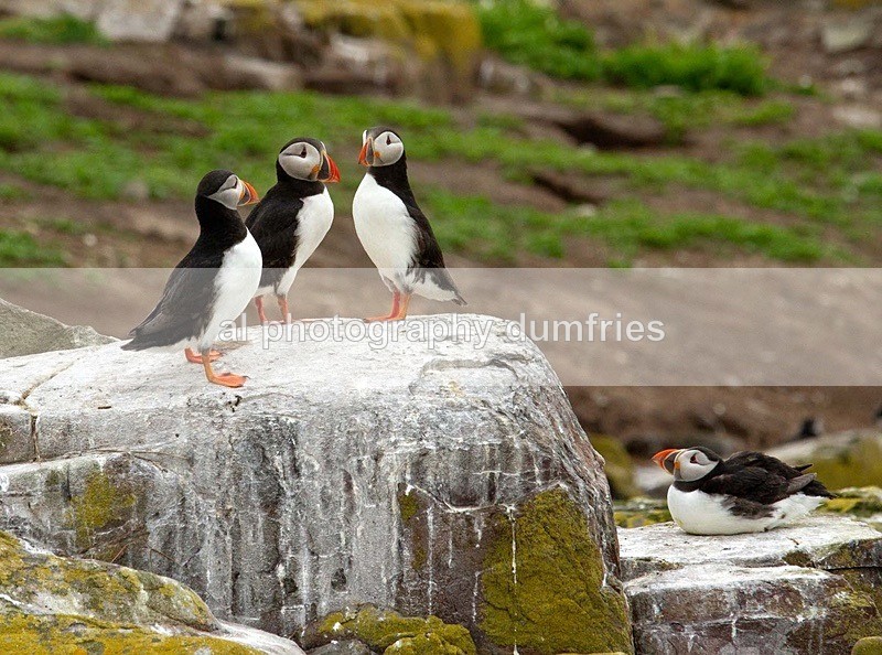 _CNP0931 - Farne Isles
