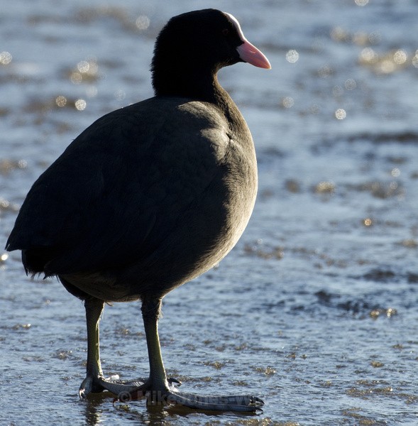COOT WINTER 2010 - THE COOT