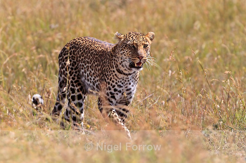 Leopard stalking in the grass - Leopard