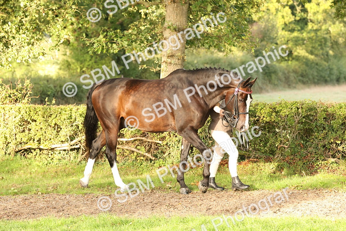 SBM_54916 - S52 - Riding Horse & Hack & thoroughbred In Hand