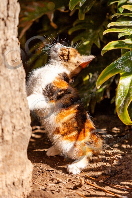Cat domestic-2425 - Pet Photography