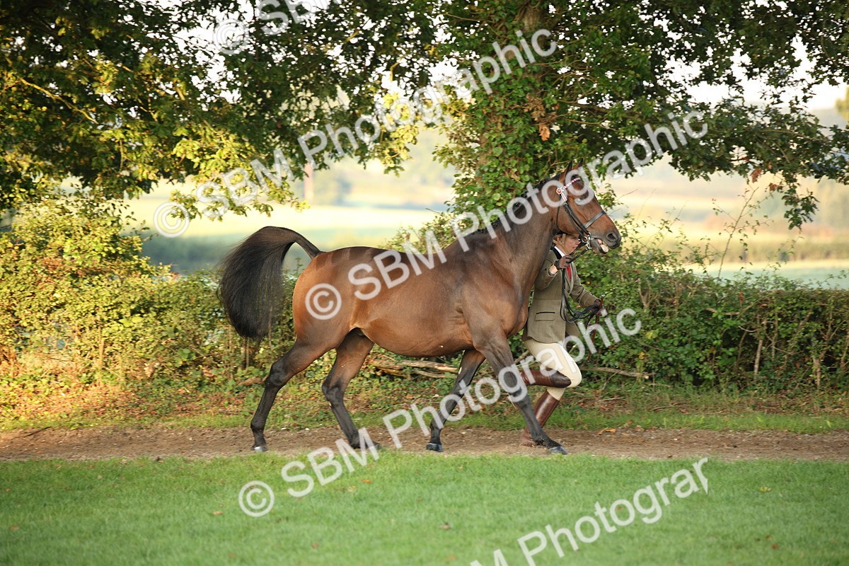 SBM_56806 - S49 - Riding Horse & Hack & Thoroughbred In Hand