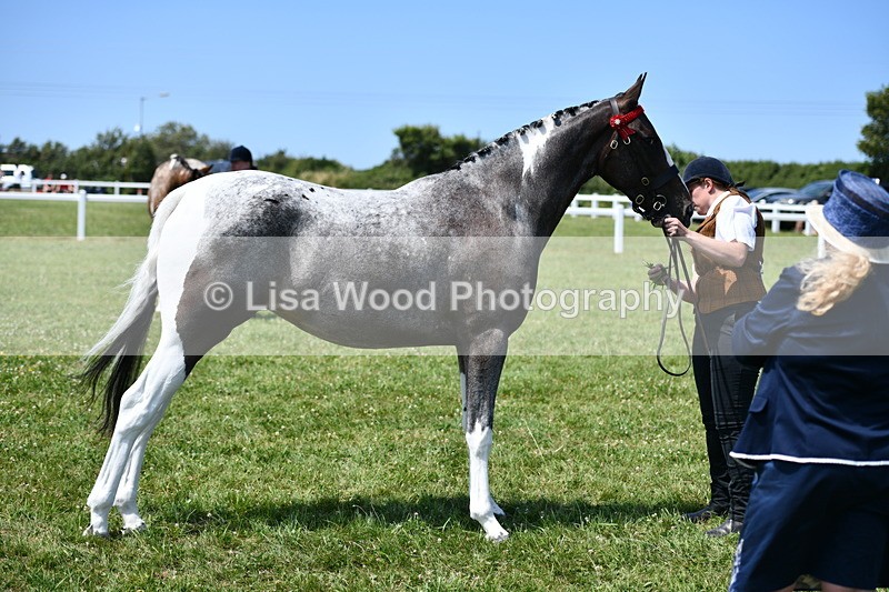 DSC_7524 - Class 63: Coloured Horse Youngstock
