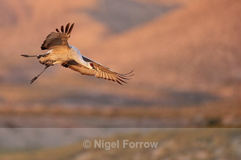 Sandhill Crane on landing approach, Bosque del Apache, New Mexico - Sandhill Crane