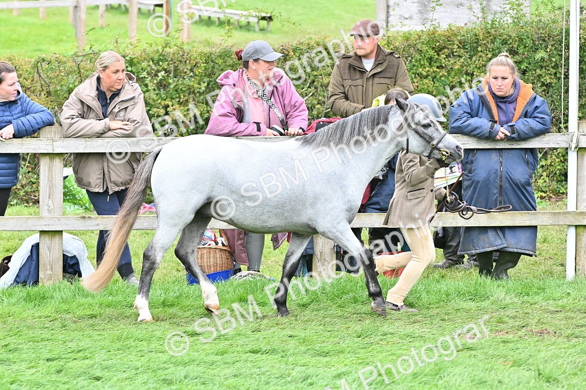 SBM_61030 - S48 - Mountain & Moorland In Hand Small Breeds