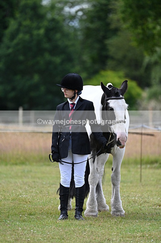 WJ7_7157 - Class 5a Most Handsome Gelding in Hand