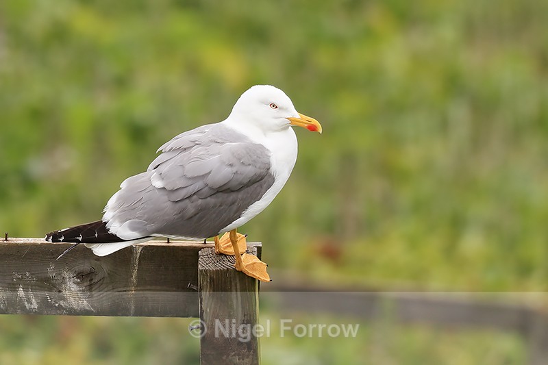 Yellow-legged Gull on post, Gibraltar - Yellow-legged Gull