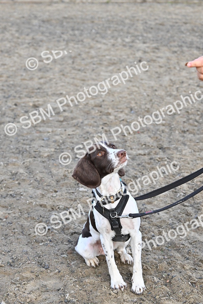 SBM_09530 - Lorry Dogs