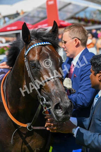 290723-Race 3-Alflaila-0616 - Race 3 3.15pm Sky Bet York Stakes (Group 2)