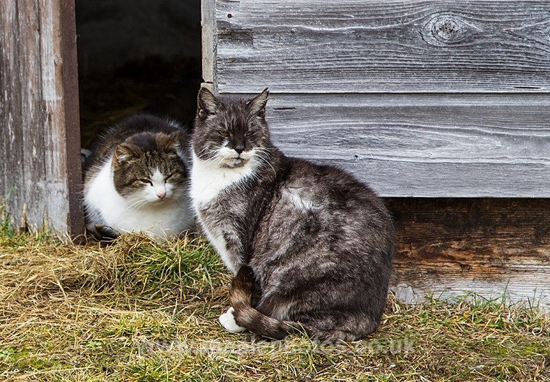 Farm Cats - Cats