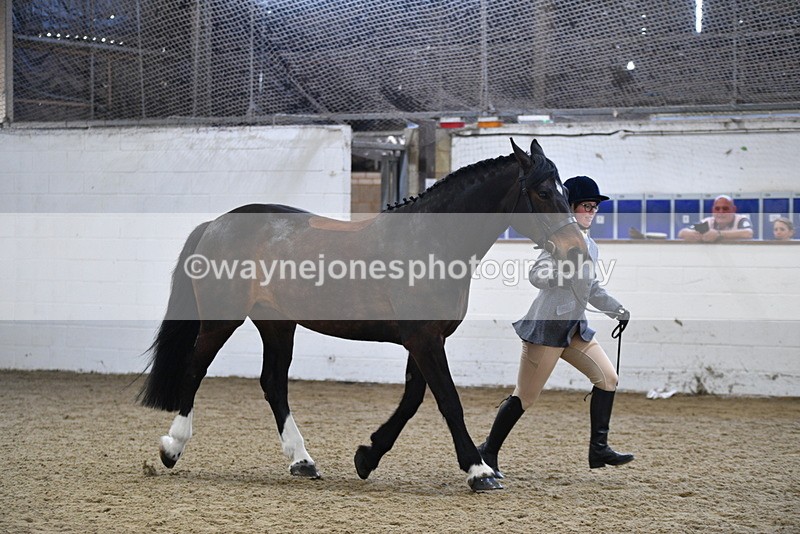 WJ5_4715 - Class 3 Part Bred In hand