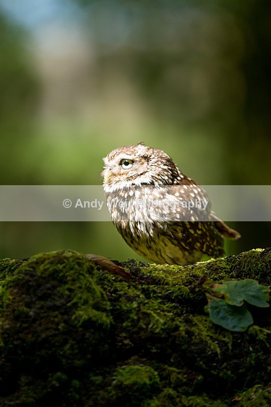 20140705-_MG_6092 - Captive Birds