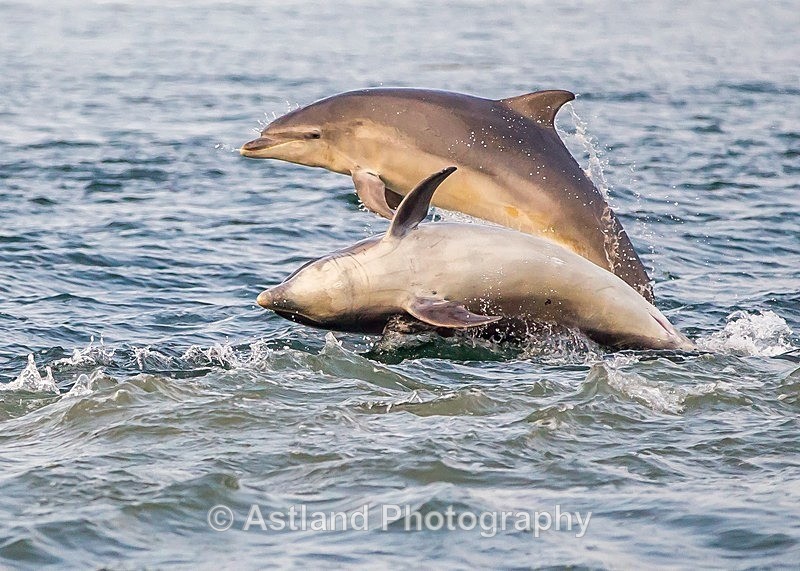 Astland Photography, Bird and Wildlife Images, Susan and Peter Wilson, U.K.
