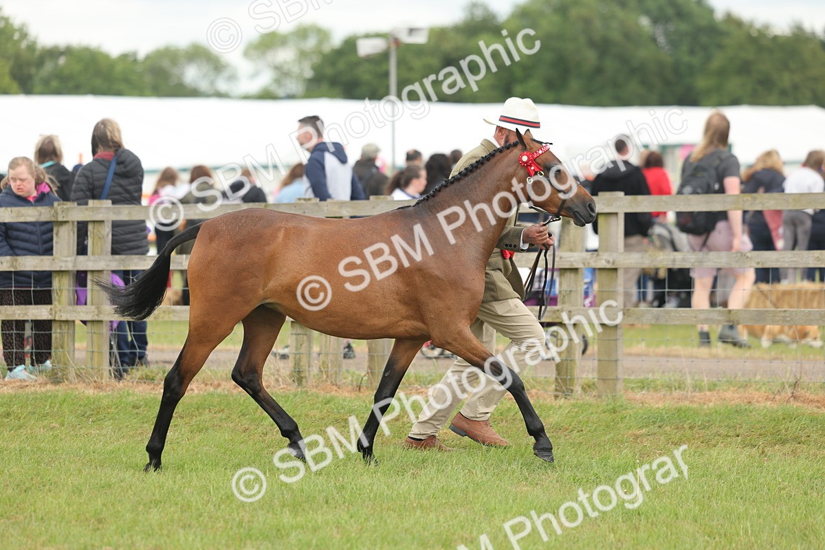 SBM_05449 - Class 68-73 - Riding Pony Breeding