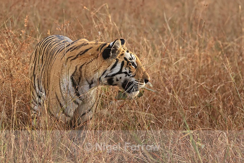 Bengal Tigress looks to side, Panna, Madhya Pradesh, India - Tiger