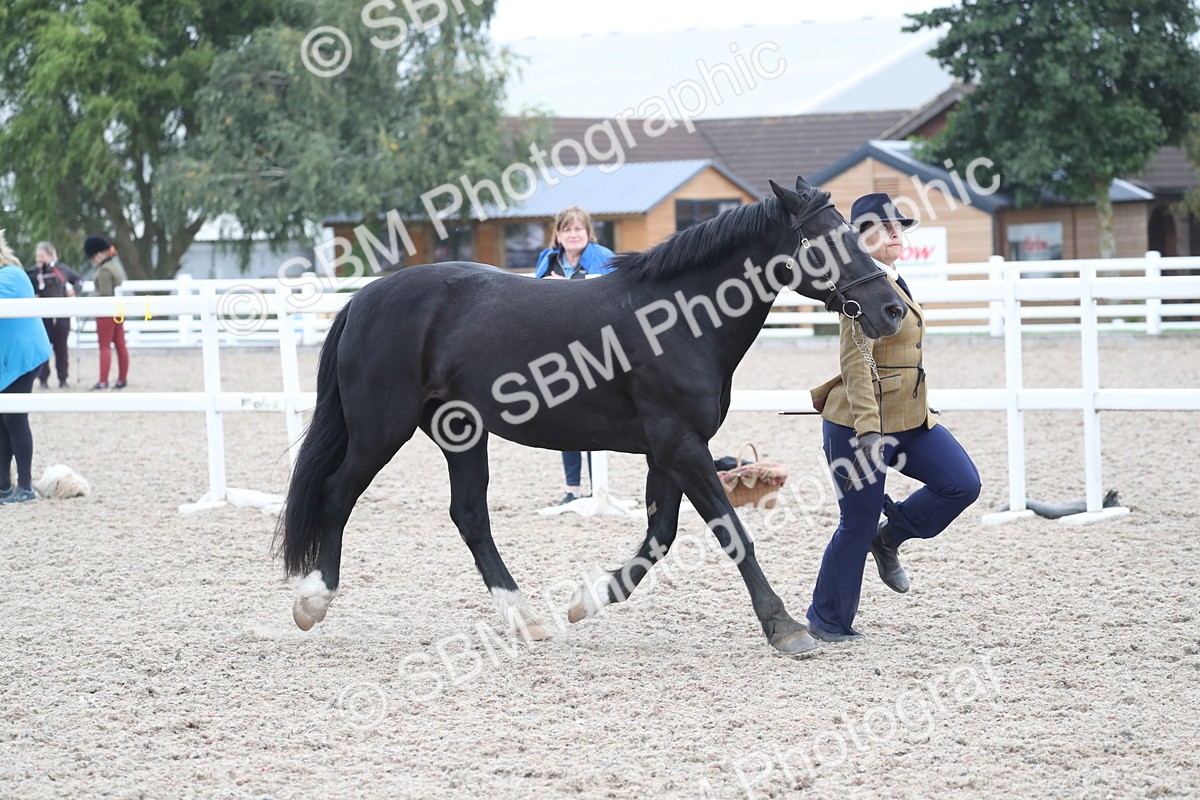SBM_17963 - Class 317 IH Pure bred Horse/Pony