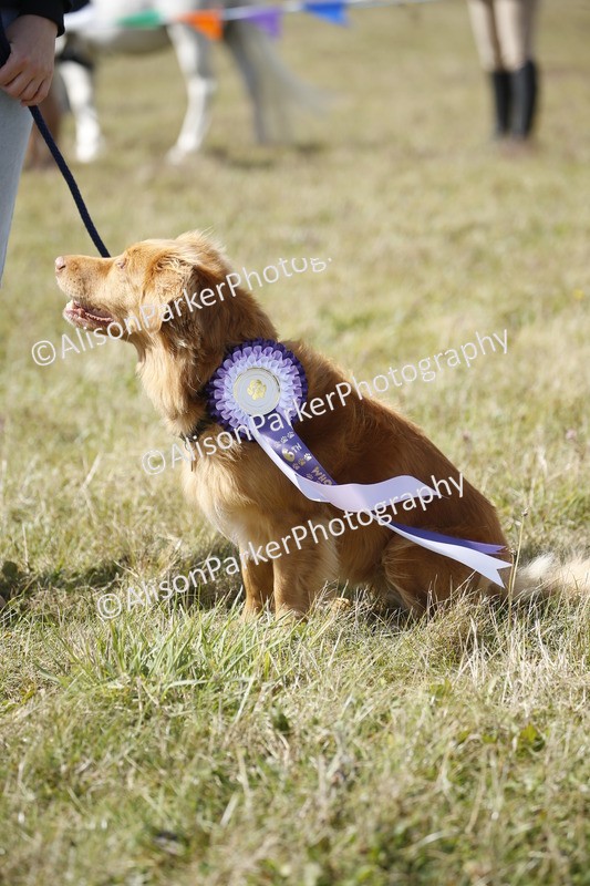 20250831-3698 - Dog Show