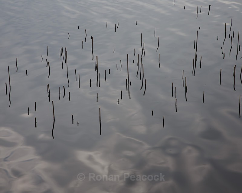 Reeds - Other Ireland