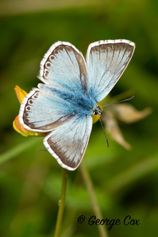 Chalkhill Blue
