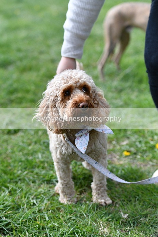 WJ5_9758 - Class 3 Most Handsome Dog