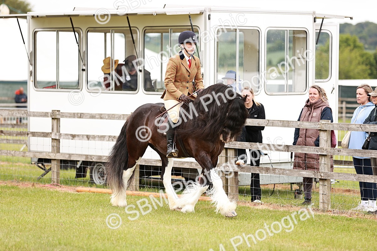 SBM_06098 - Class 39-41 TGCA In Hand and Ridden