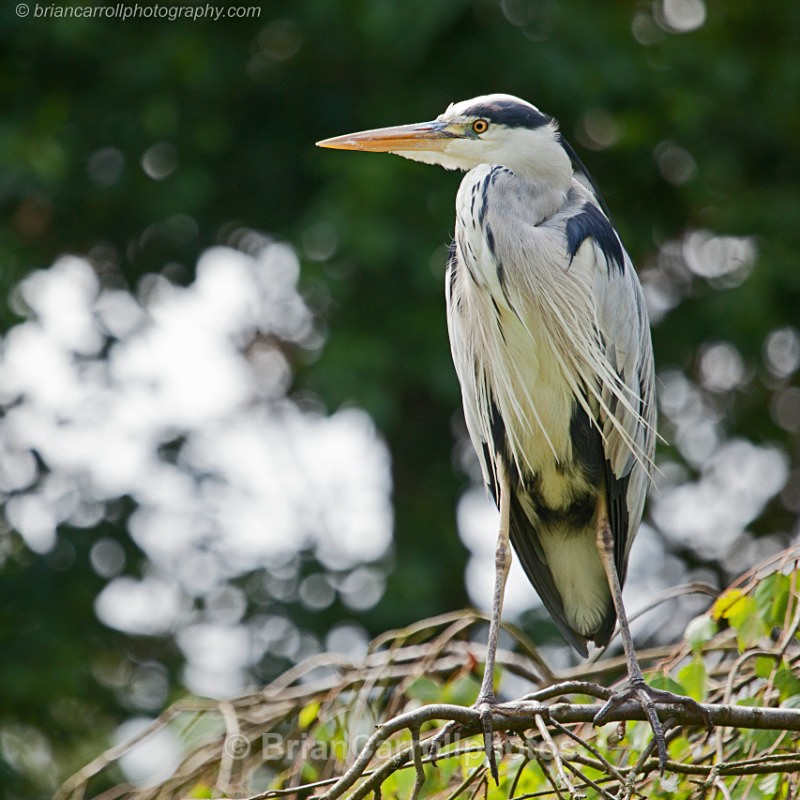 Grey Heron - Wildlife