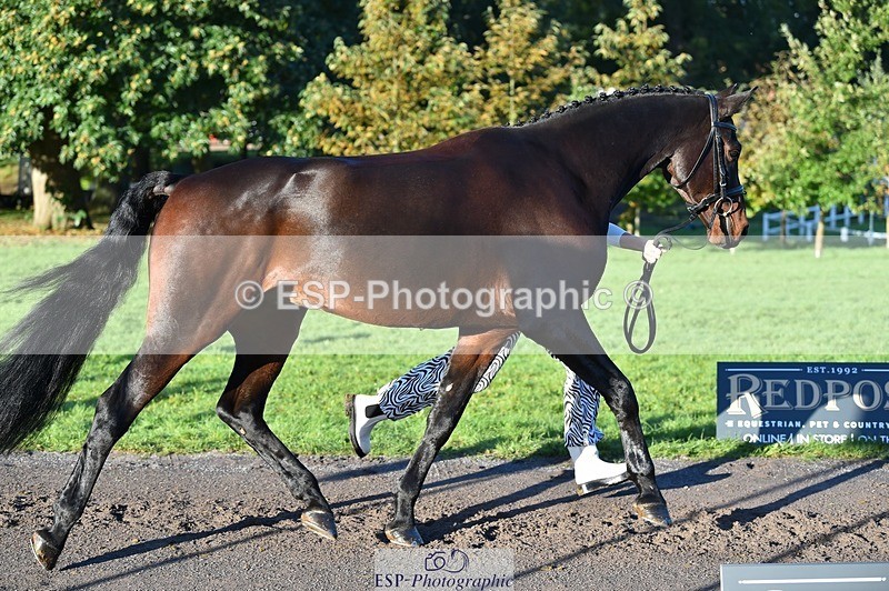 231022-092250-21744 - 645-COOLEY.CORPELLO-Francesca.Swallow-TrotUp+SJ