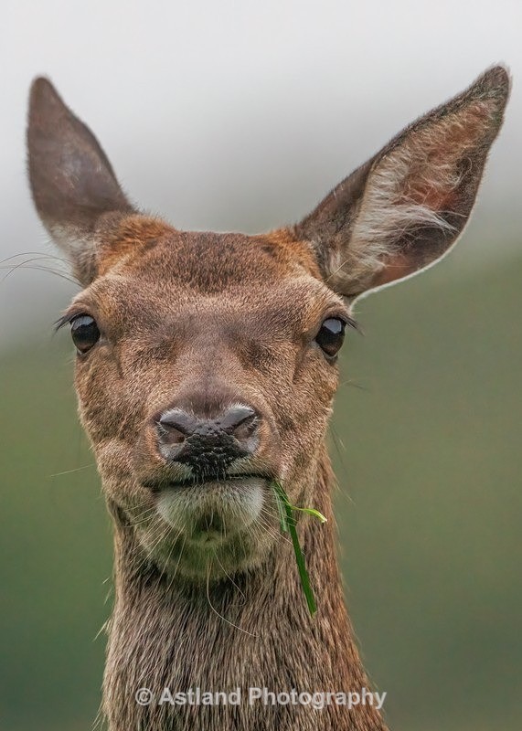 Red Deer - Latest Images