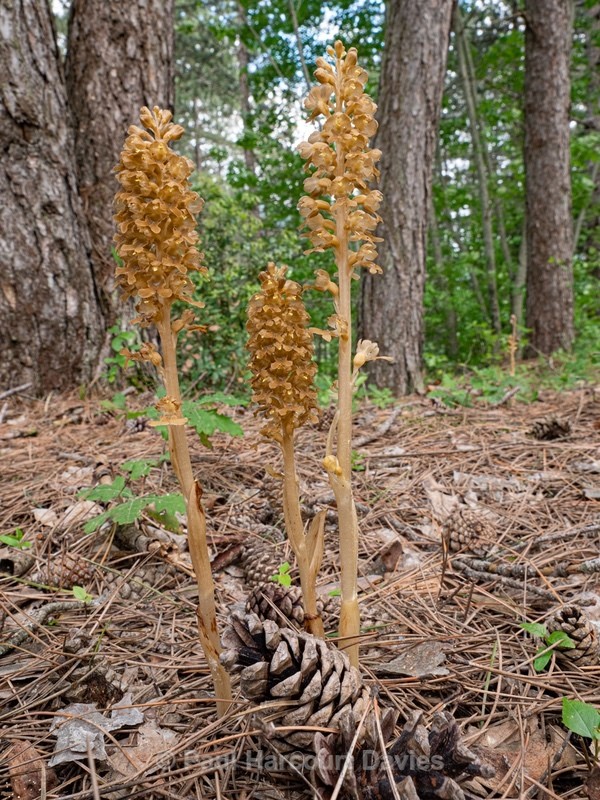 Bird's nest orchid (Neottia nidus-avis)  - Wild Orchids - 1