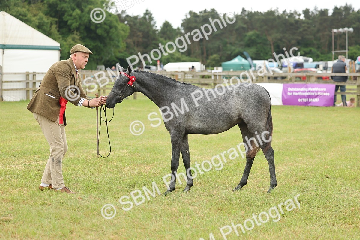 SBM_05376 - Class 68-73 - Riding Pony Breeding