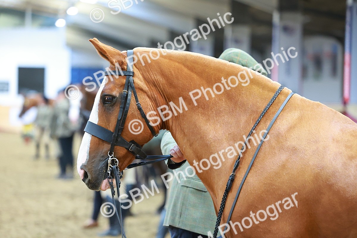 SBM_10688 - Class 103 - HOYS Veteran Qualifier - Ridden Pre Vet